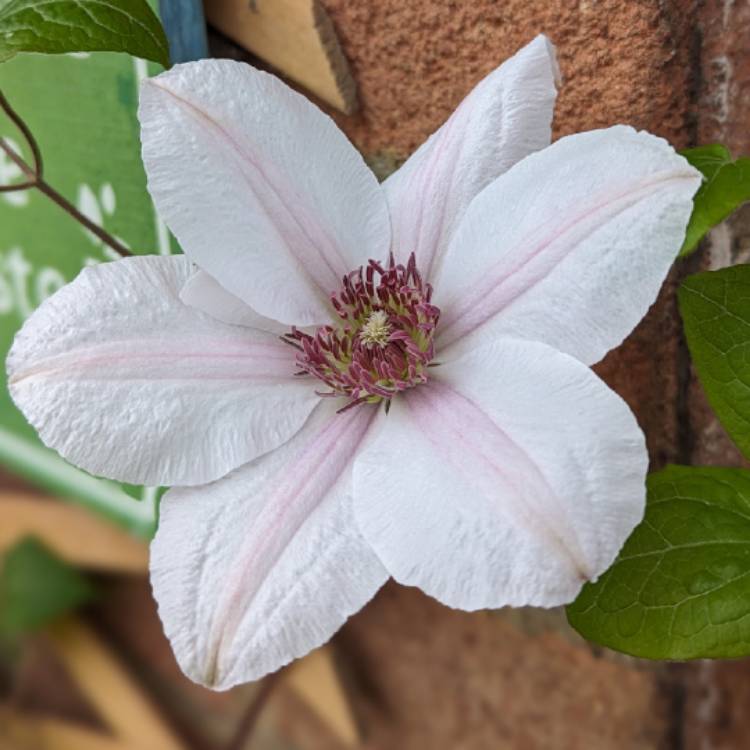 plant image 1711584