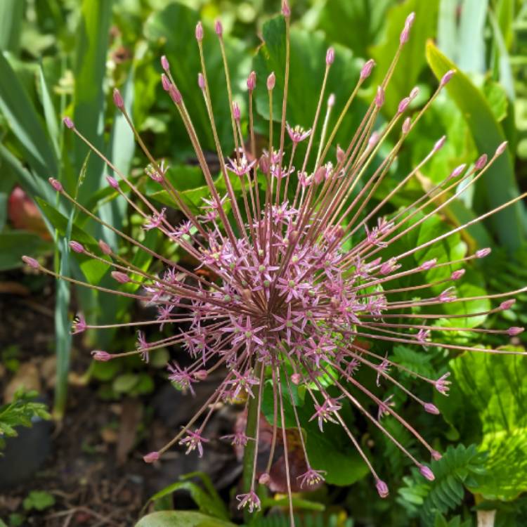 plant image 1711922 plant image 1711922
