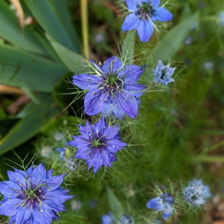 plant image 1712821 plant image 1712821