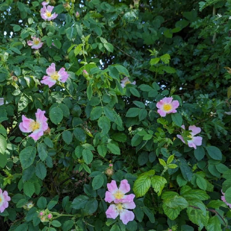 plant image 1713279 plant image 1713279