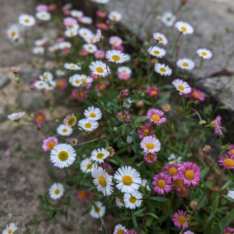plant image 1714196 plant image 1714196