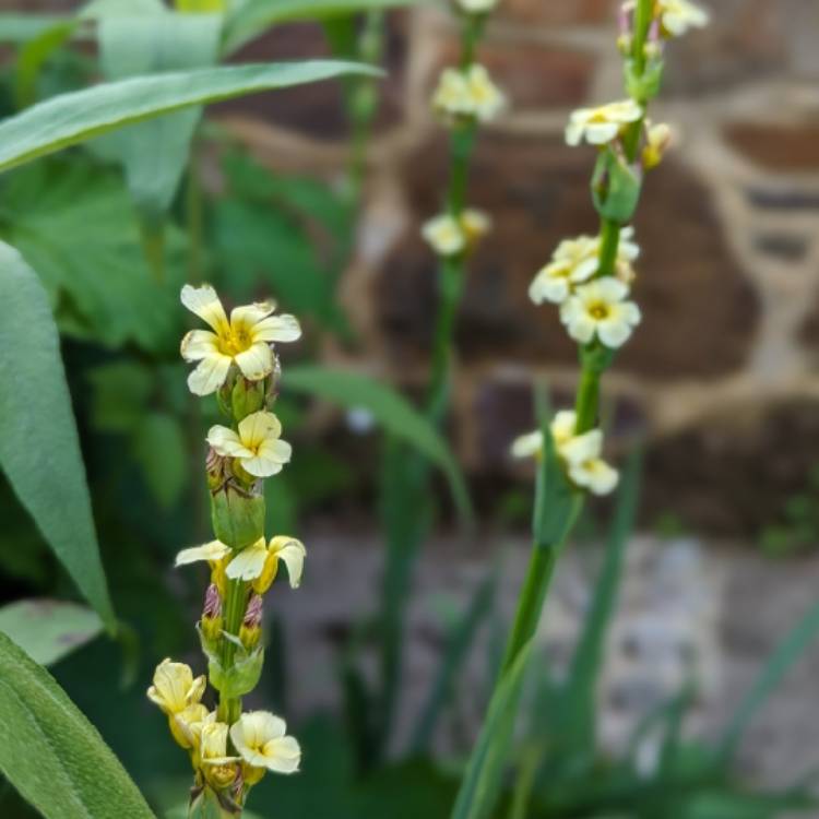 plant image 1714197 plant image 1714197