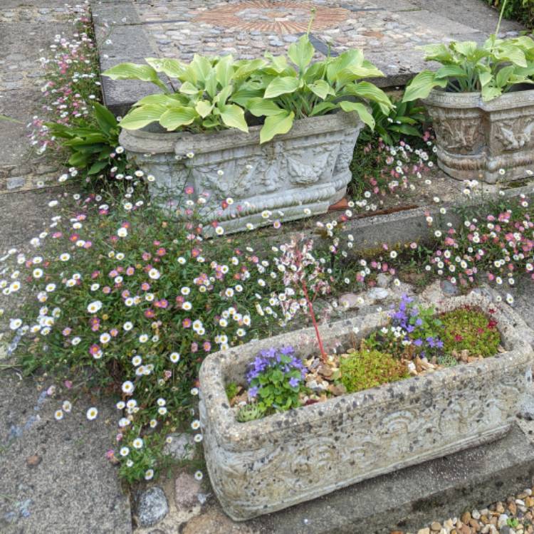plant image 1714585 plant image 1714585