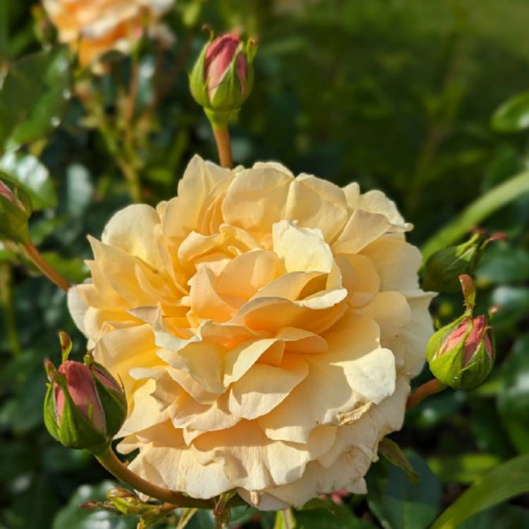 plant image 1715130 plant image 1715130