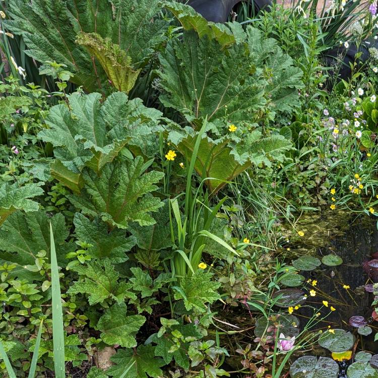 plant image 1715232 plant image 1715232