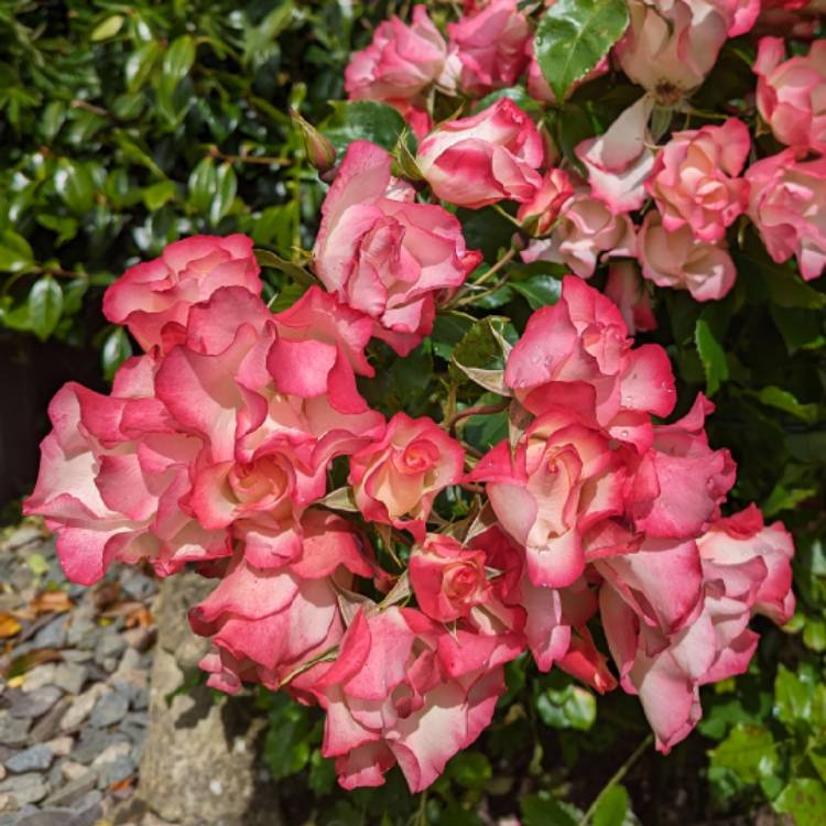 plant image 1715299 plant image 1715299