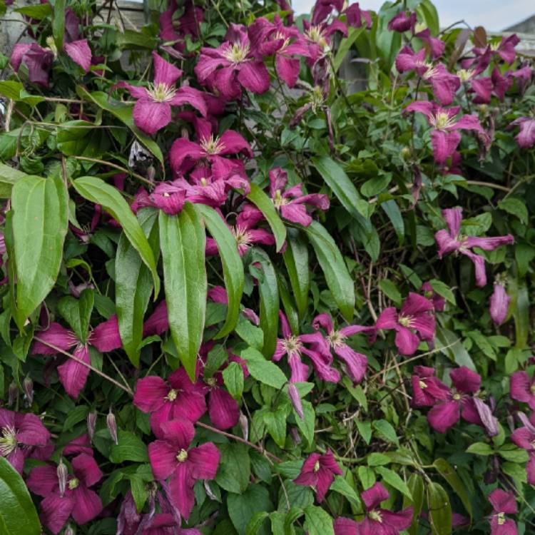 plant image 1716794 plant image 1716794