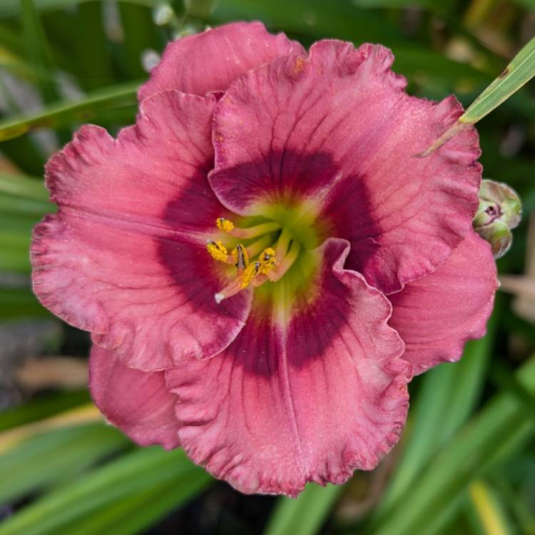 plant image 1717532 plant image 1717532