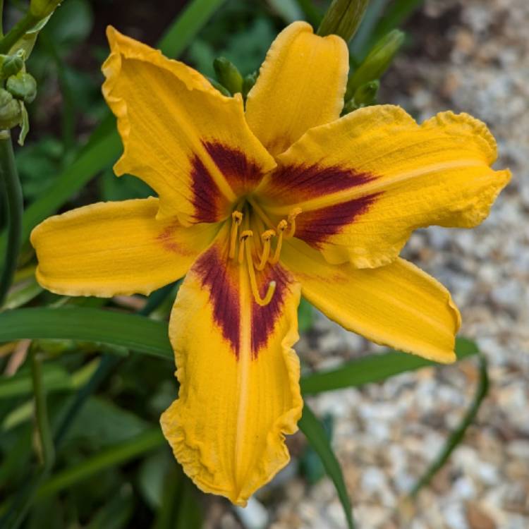 plant image 1717727 plant image 1717727