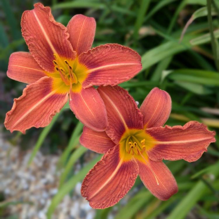 plant image 1717729 plant image 1717729