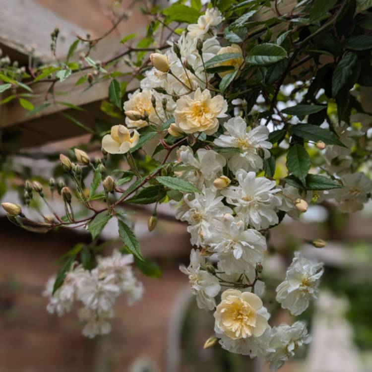 plant image 1717842