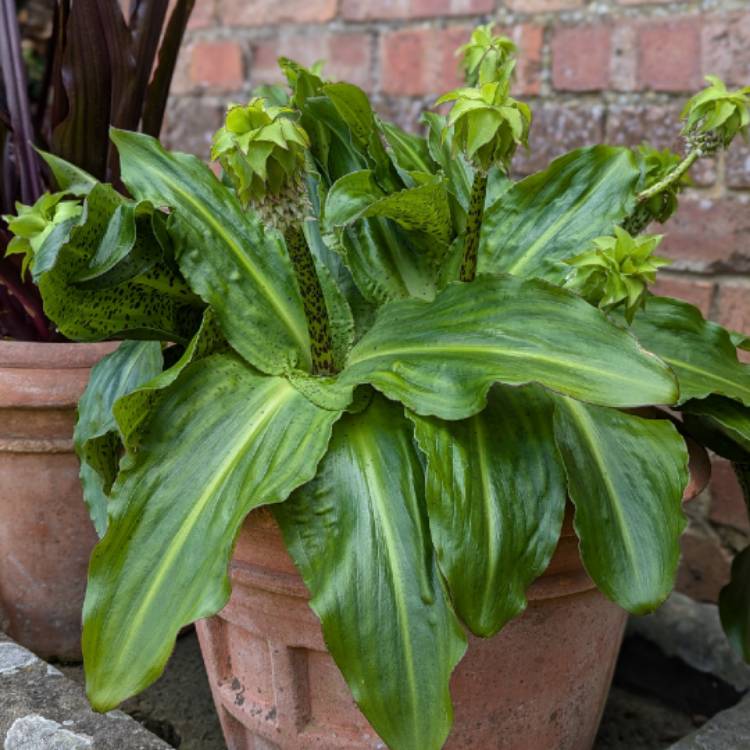 plant image 1718094 plant image 1718094