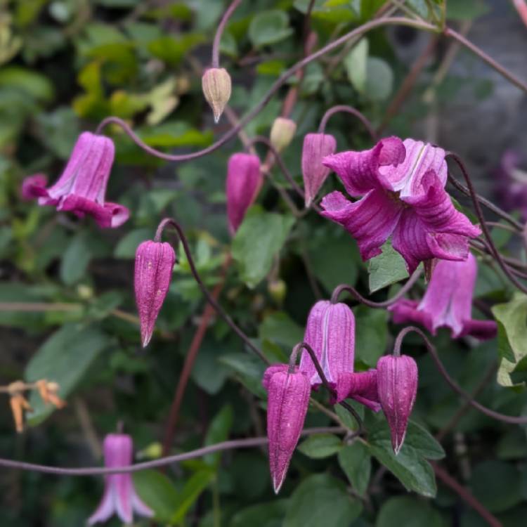 plant image 1718572 plant image 1718572