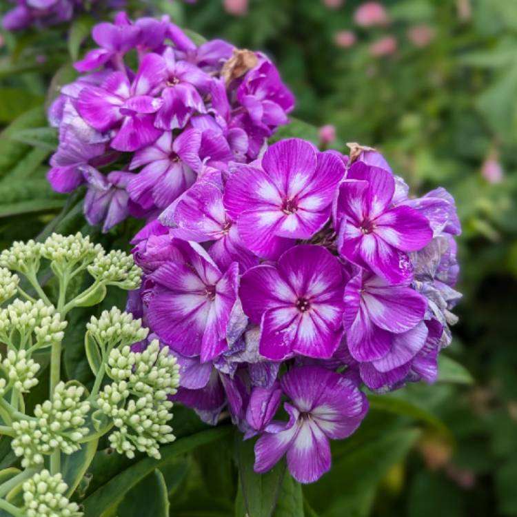 plant image 1720285 plant image 1720285