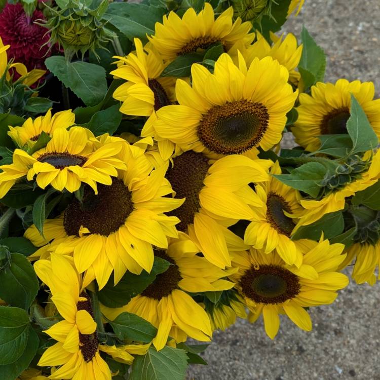 plant image 1720911