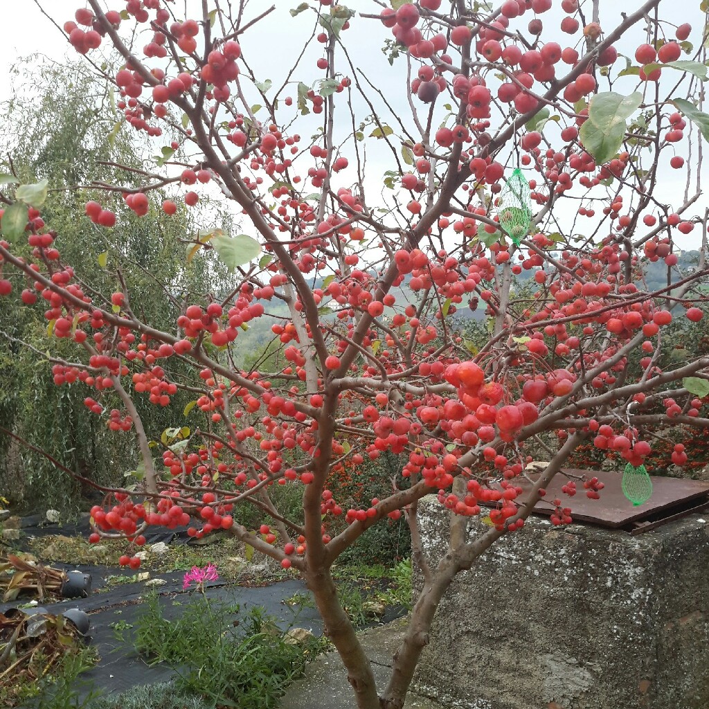 Plant image Malus 'Evereste'
