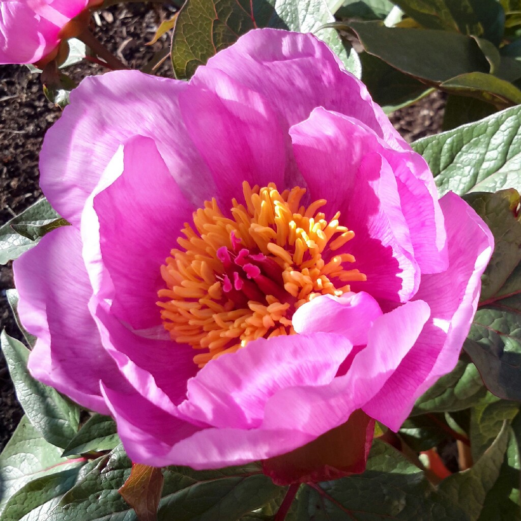 Jacqueline 's garden