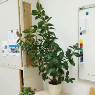 Ficus elastica