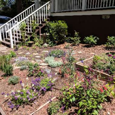 Cody's garden