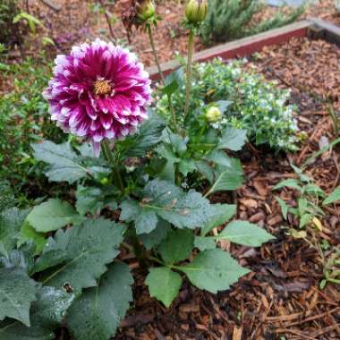 Bedding Dahlia