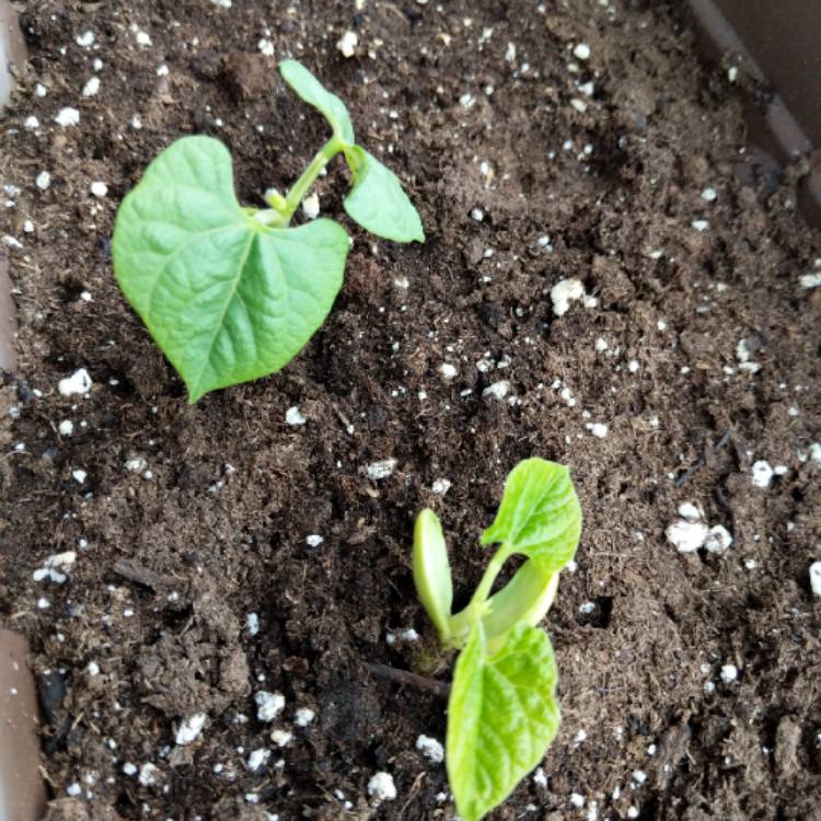 Plant image Phaseolus vulgaris 'Kentucky Wonder'