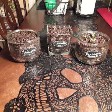 Graciela's garden