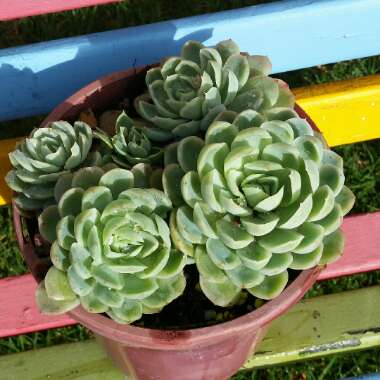 Echeveria Tippy