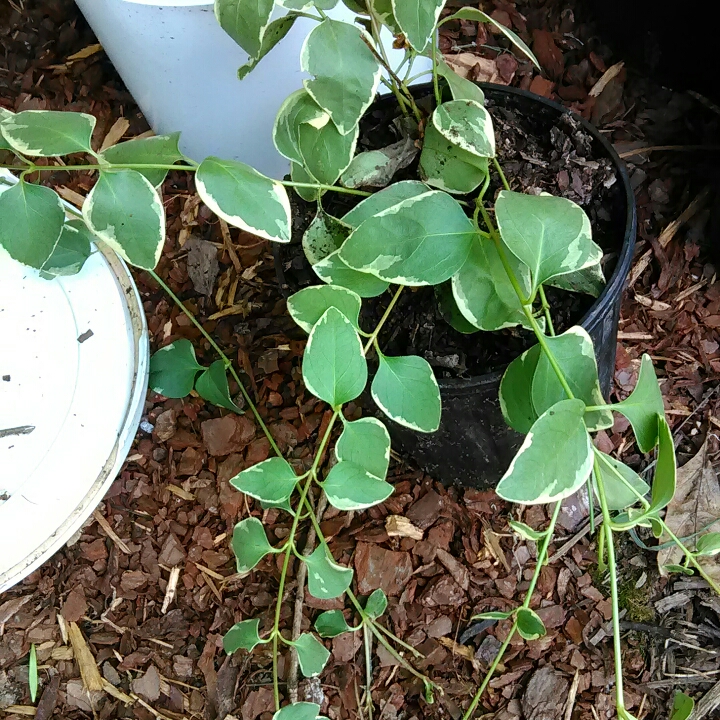 plant image 762971