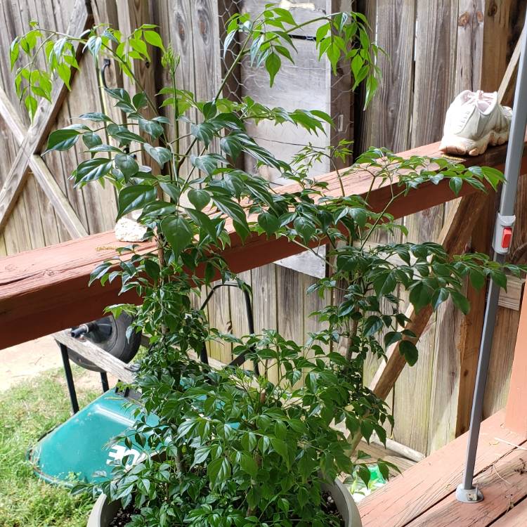 plant image 1017772