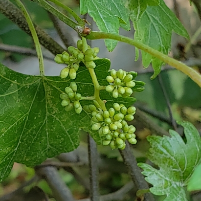 Plant image Vitis rotundifolia 'Scuppernong'