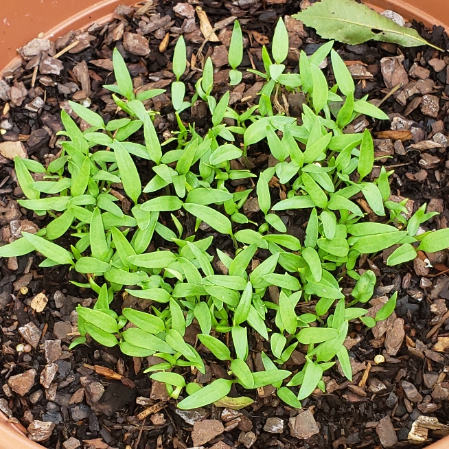 plant image 1074907 plant image 1074907