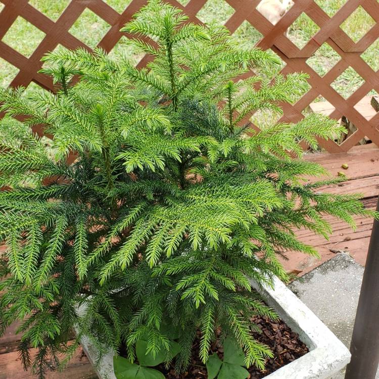 plant image 1121117