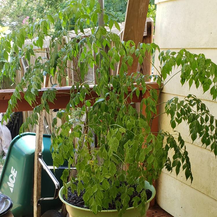 plant image 1130320