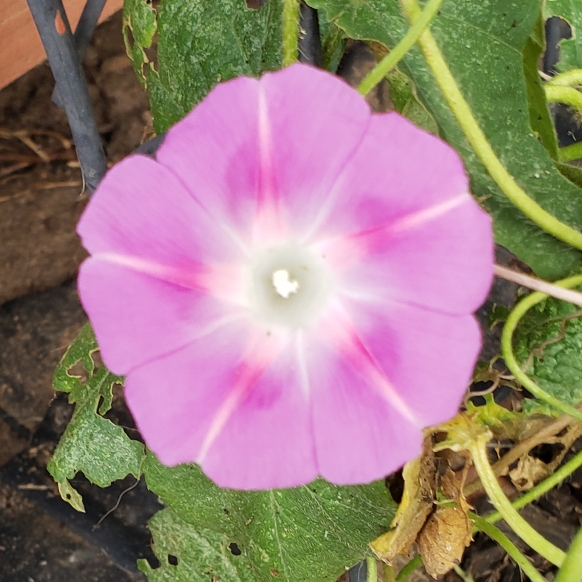plant image 1147690 plant image 1147690