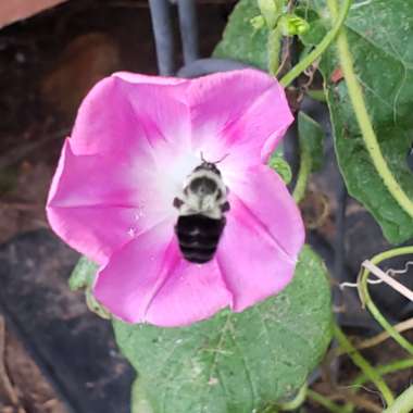 Ipomoea