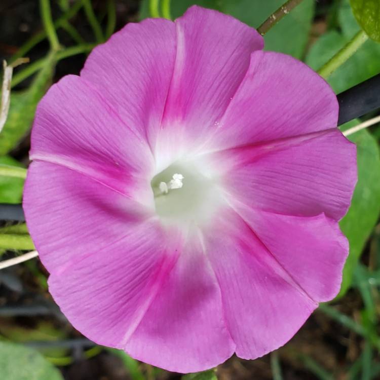 plant image 1153483 plant image 1153483