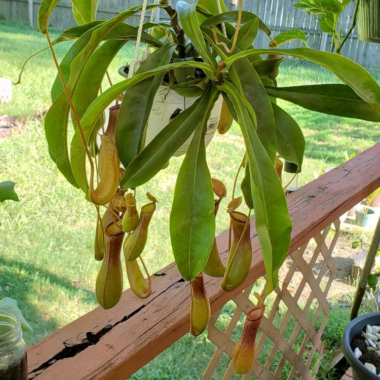 plant image 1155803