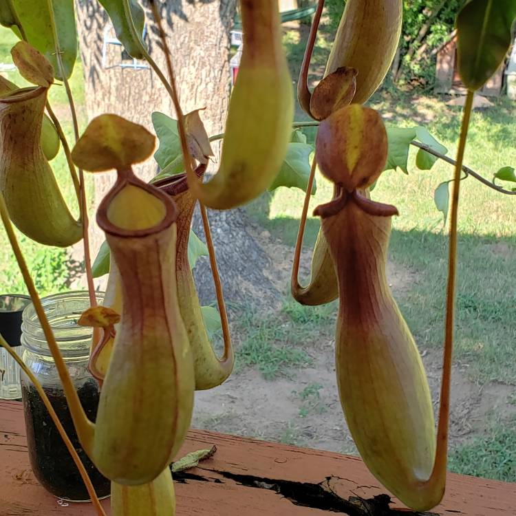 Plant image Nepenthes 'Alata'
