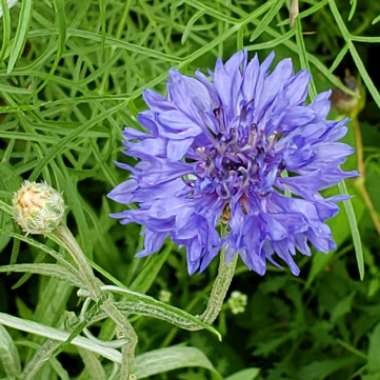 Centaurea