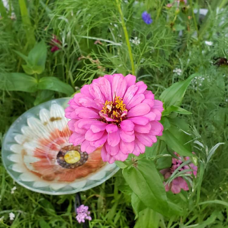 Plant image Zinnia elegans 'Purple Prince'