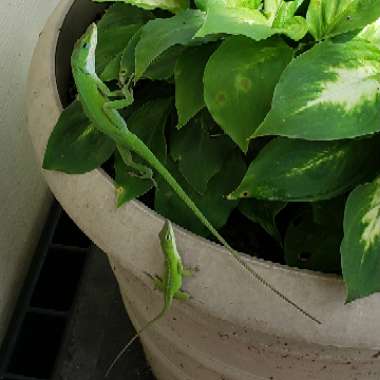 Dieffenbachia