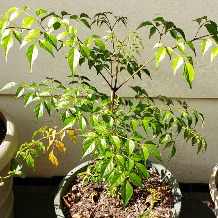 plant image 1402524