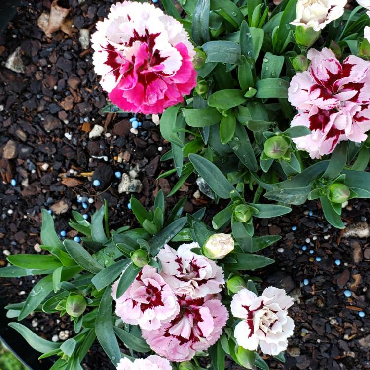 Plant image Dianthus 'Oscar' (Series)