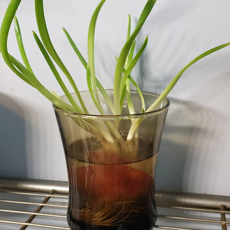 plant image 1475654