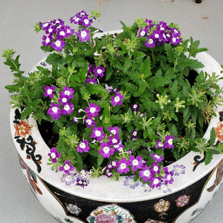 Plant image Verbena 'Obsession Blue With Eye'