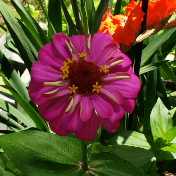 plant image 1485508