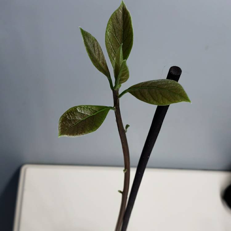 plant image 1554762