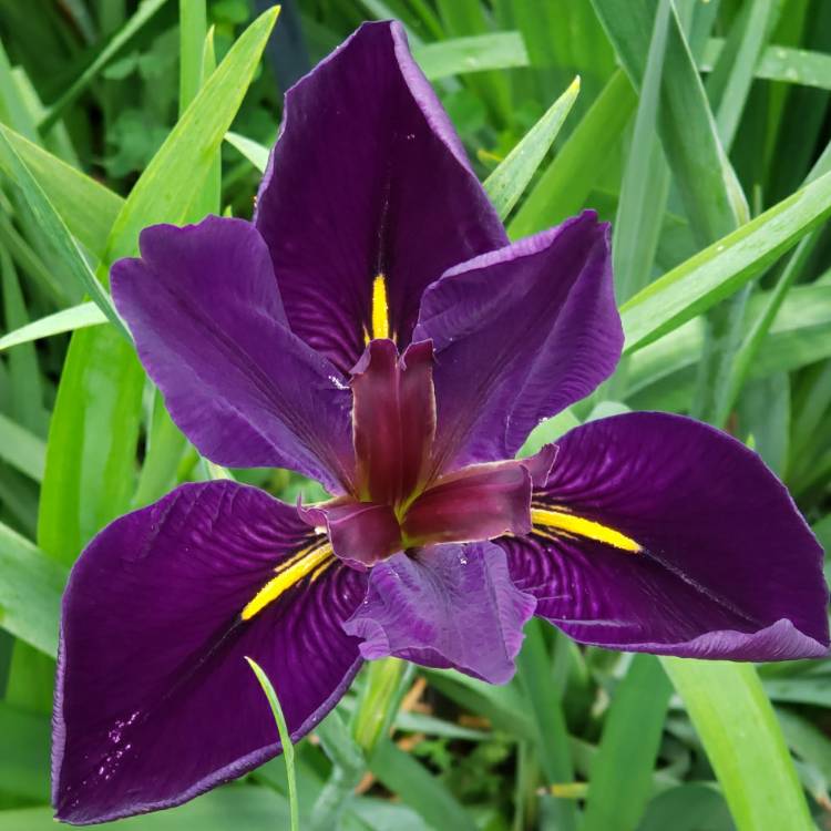 plant image 1576973