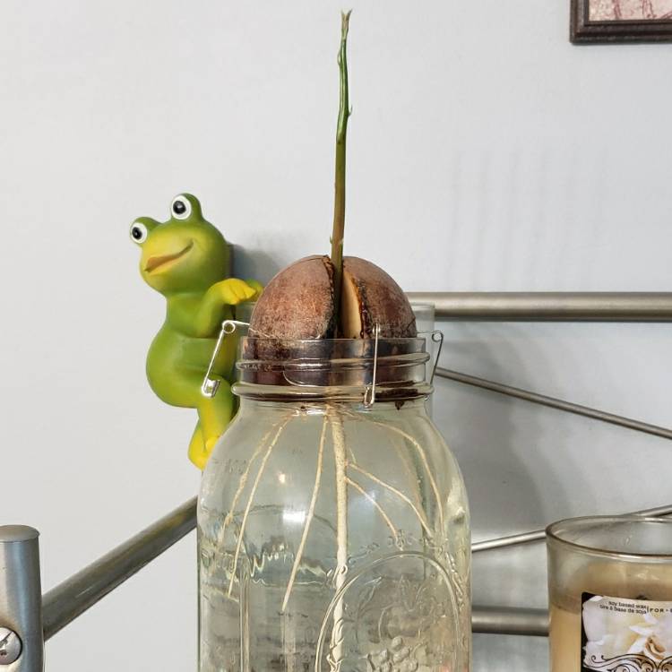 plant image 1602514