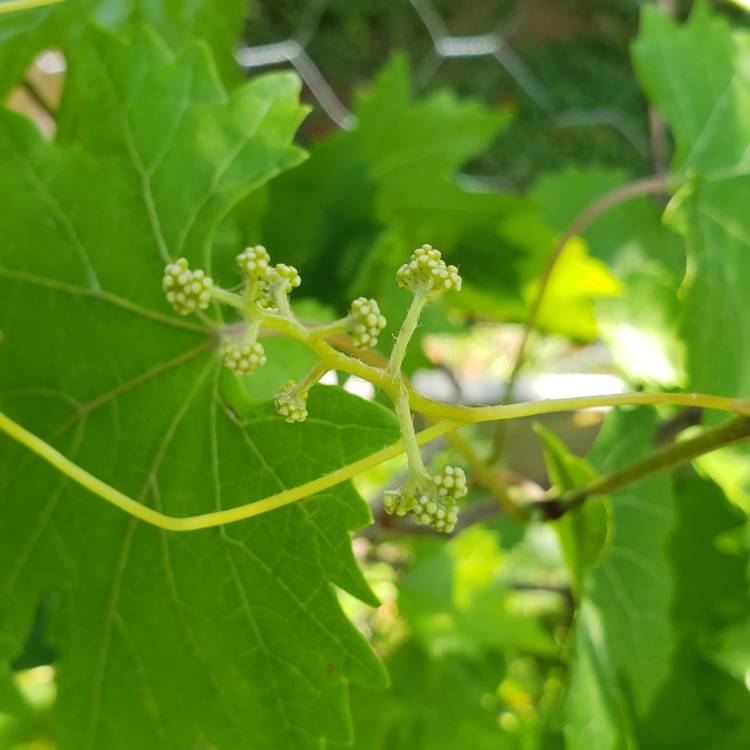 plant image 682323